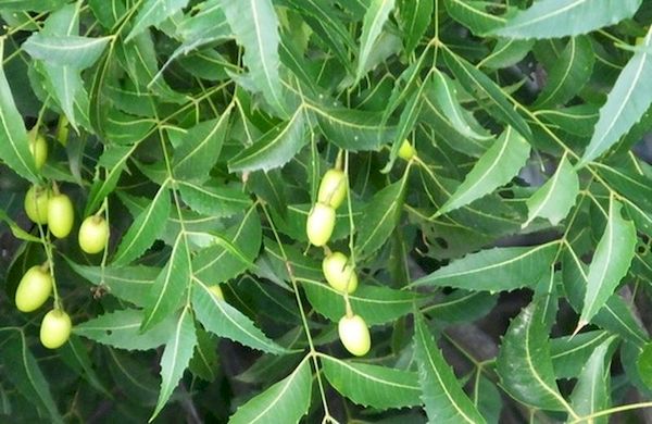 Neem Oil - Click Image to Close